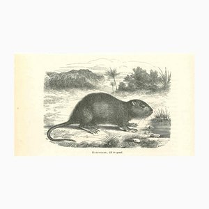 Paul Gervais, The Mouse, 1854, Litografia