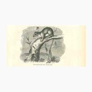 Paul Gervais, The Mouse, 1854, Lithograph