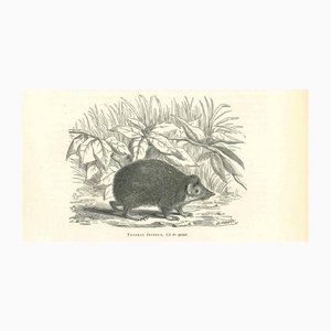 Paul Gervais, Tendrac Épineux, 1854, Lithograph