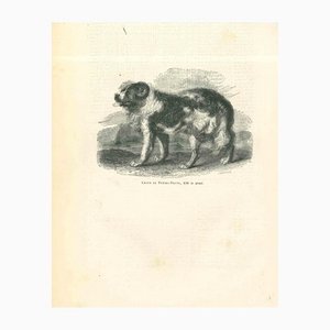 Litografia Paul Gervais, The Dog, 1854