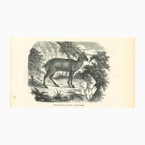 Paul Gervais, Cerf Gueul, 1854, Lithographie