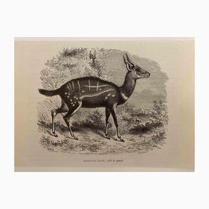 Paul Gervais, L'antilope, 1854, Lithographie
