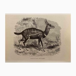 Paul Gervais, The Antelope, 1854, Lithographie