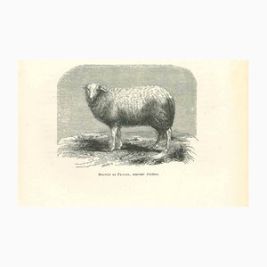 Paul Gervais, The Sheep, 1854, Lithographie