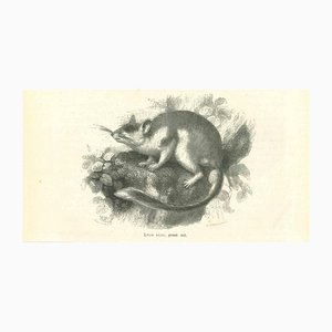 Paul Gervais, The Mouse, 1854, Litografia