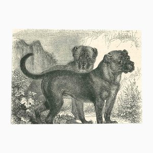 Paul Gervais, The Dogs, 1854, Lithograph