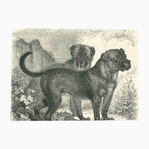 Paul Gervais, The Dogs, 1854, Lithographie