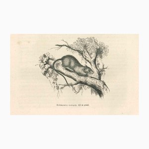 Paul Gervais, The Mouse, 1854, Lithographie