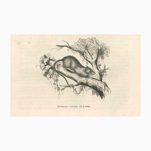 Paul Gervais, The Mouse, 1854, Litografia