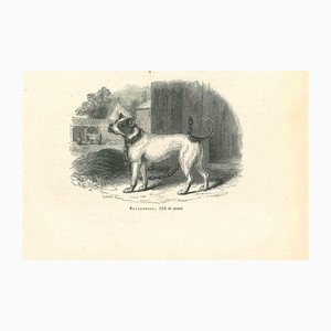 Paul Gervais, The Bulldog, 1854, Litografía