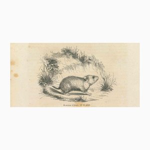 Paul Gervais, Hamster, 1854, Lithograph