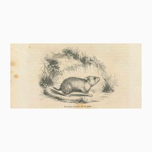Paul Gervais, Hamster, 1854, Lithographie