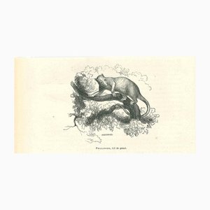 Paul Gervais, Phalanger, 1854, Lithographie