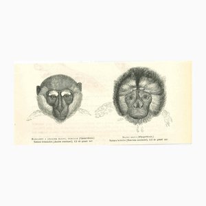 Litografia Paul Gervais, Scimmie, 1854