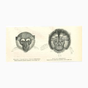 Paul Gervais, Monkeys, 1854, Lithograph