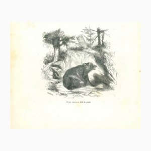Litografia Paul Gervais, The Bear, 1854
