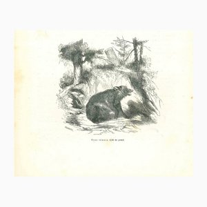 Paul Gervais, The Bear, 1854, Lithograph