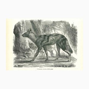 Paul Gervais, Perro salvaje africano, 1854, Litografía