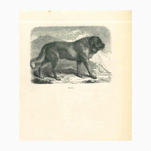 Litografia Paul Gervais, The Dog, 1854
