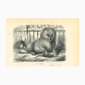 Paul Gervais, Le Chien, Lithographie, 1854