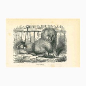 Paul Gervais, The Dog, Lithographie, 1854