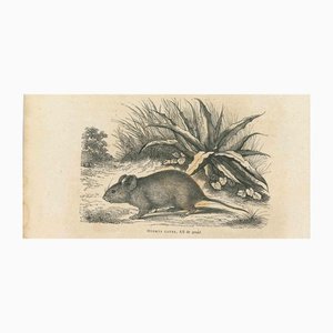 Paul Gervais, The Mouse, 1854, Lithograph