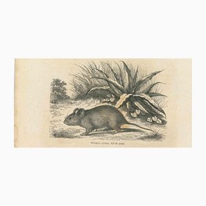 Paul Gervais, The Mouse, 1854, Litografía