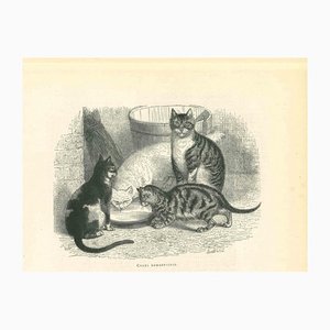 Paul Gervais, The Cats and Kitty, Lithograph, 1854