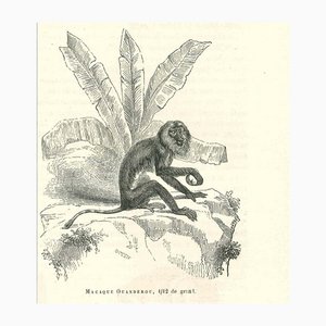 Paul Gervais, The Monkey, 1854, Lithograph