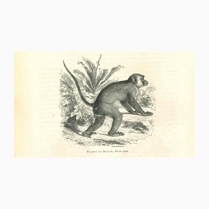 Paul Gervais, Le Singe, 1854, Lithographie