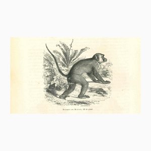 Paul Gervais, The Monkey, 1854, Litografía