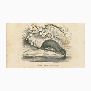 Paul Gervais, The Drinking Mouse, 1854, Lithograph