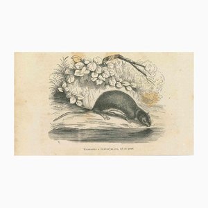 Paul Gervais, The Drinking Mouse, 1854, Lithographie