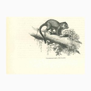 Lithographie Paul Gervais, Cheirogale Nain, 1854