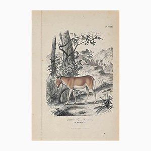 Lithographie Originale Paul Gervais, Equus Hemionus, 1854