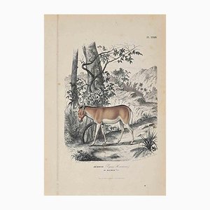 Paul Gervais, Equus Hemionus, Original Lithographie, 1854