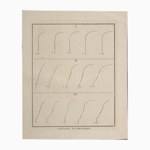 Thomas Holloway - Contornos de frentes - Grabado original de Thomas Holloway - 1810