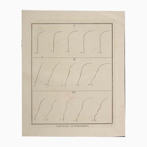 Thomas Holloway - Contours of Foreheads - Original Etching by Thomas Holloway - 1810