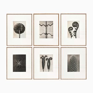 Karl Blossfeldt, fiori bianchi e neri, set di 6