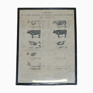 Antique French Print of Basic Anatomy of Handling and Butcher Cuts of Beef