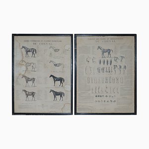 Antique French Anatomical Equestrian Prints of Horse Anatomy, Set of 2