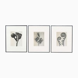 Black & White Botanic Flower Photogravures by Karl Blossfeldt, Set of 3