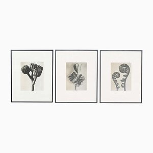 Photogravures Botaniques Noires et Blanches par Karl Blossfeldt, Set de 3