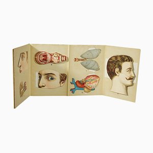 Brochure anatomica antica pieghevole raffigurante anatomia umana