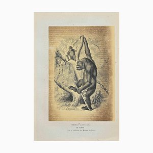 Lithographie Originale, Paul Gervais, Gorilla, 1854