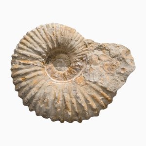 Sammlerstück Ammonium Fossil Albien