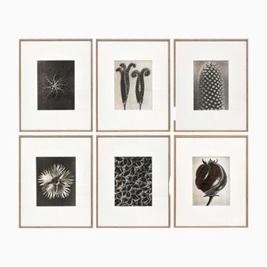 Karl Blossfeldt, fiori in bianco e nero, set di 6