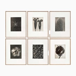 Karl Blossfeldt, flores en blanco y negro, fotografías. Juego de 6