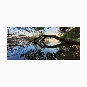 Justina Napiórkowska, Un árbol, 2021, Fotografía a color