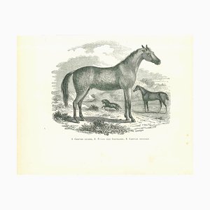 Paul Gervais, The Horse, Original Lithograph, 1854